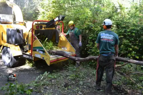 tree services Lake Sarasota